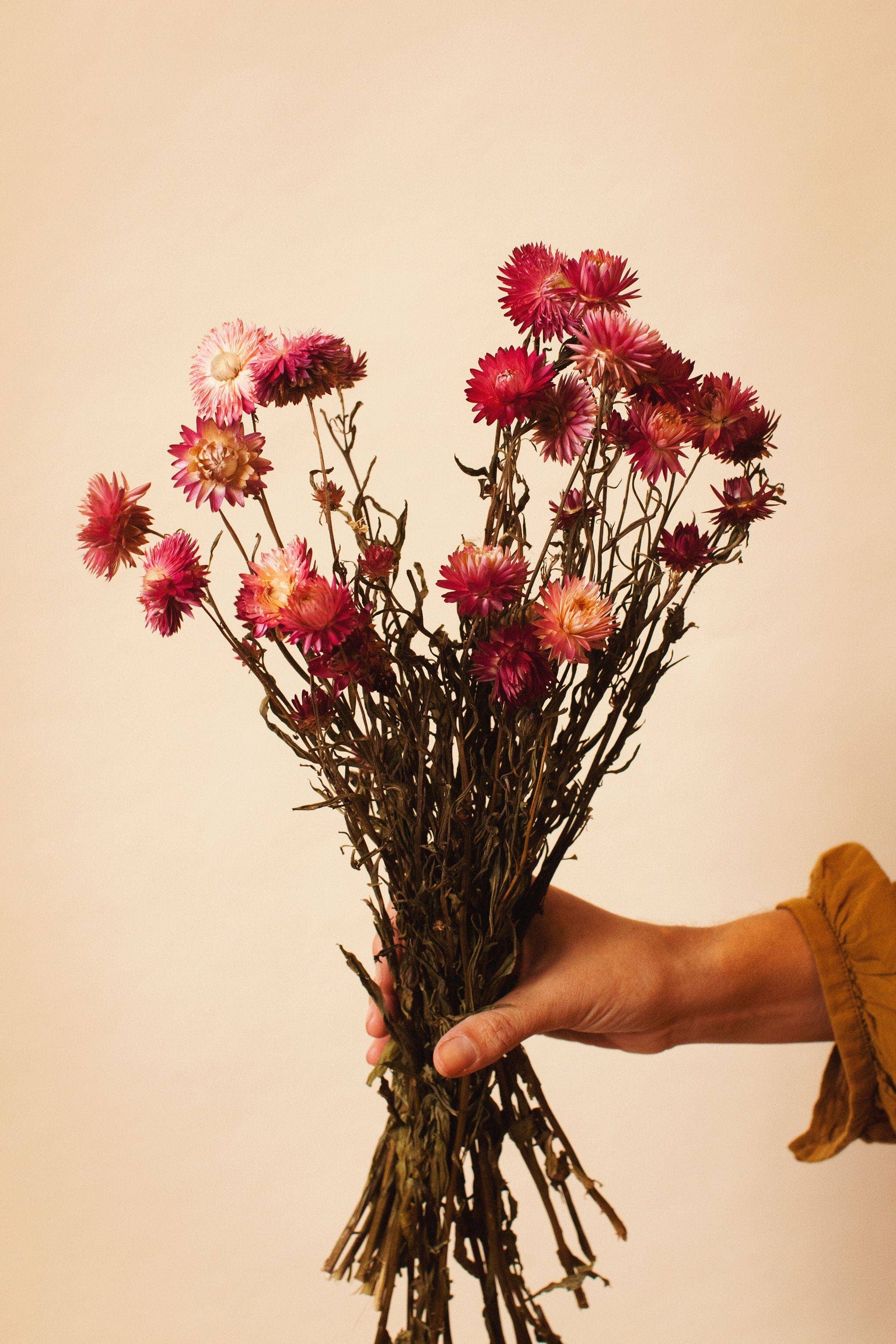 Pink Strawflower - Dried Floral Bunch