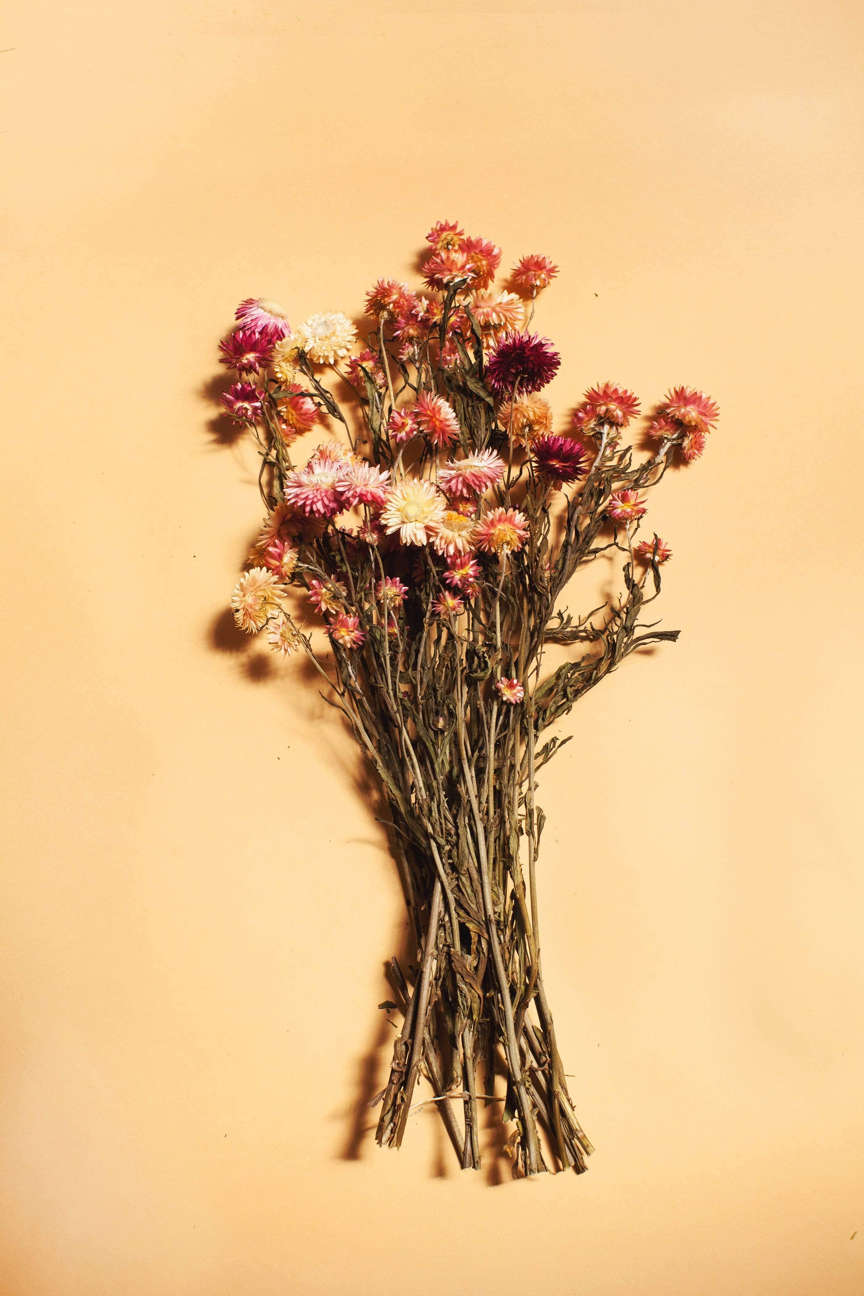 Pink Strawflower - Dried Floral Bunch