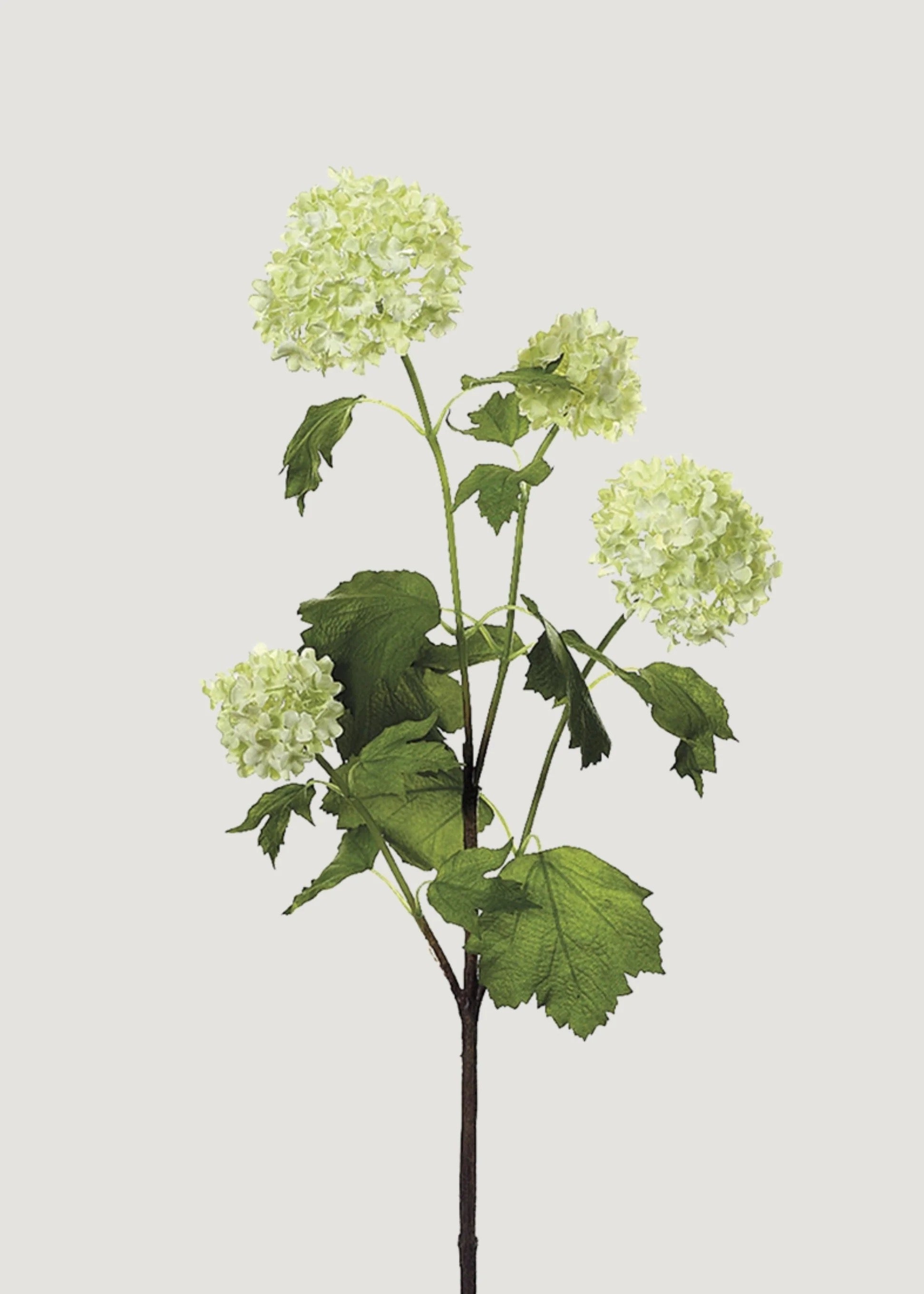 Snowball Hydrangea - Light Green