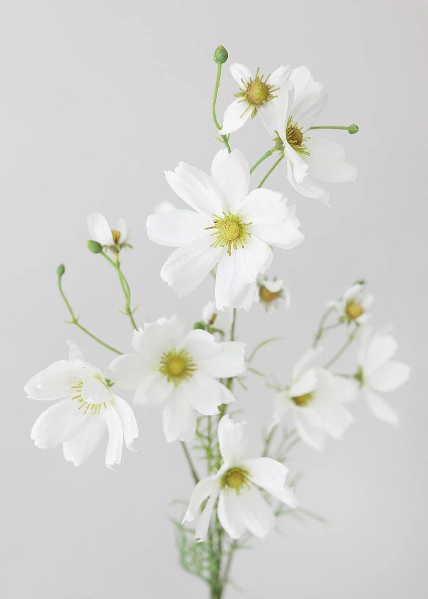 Daisy Stem - White