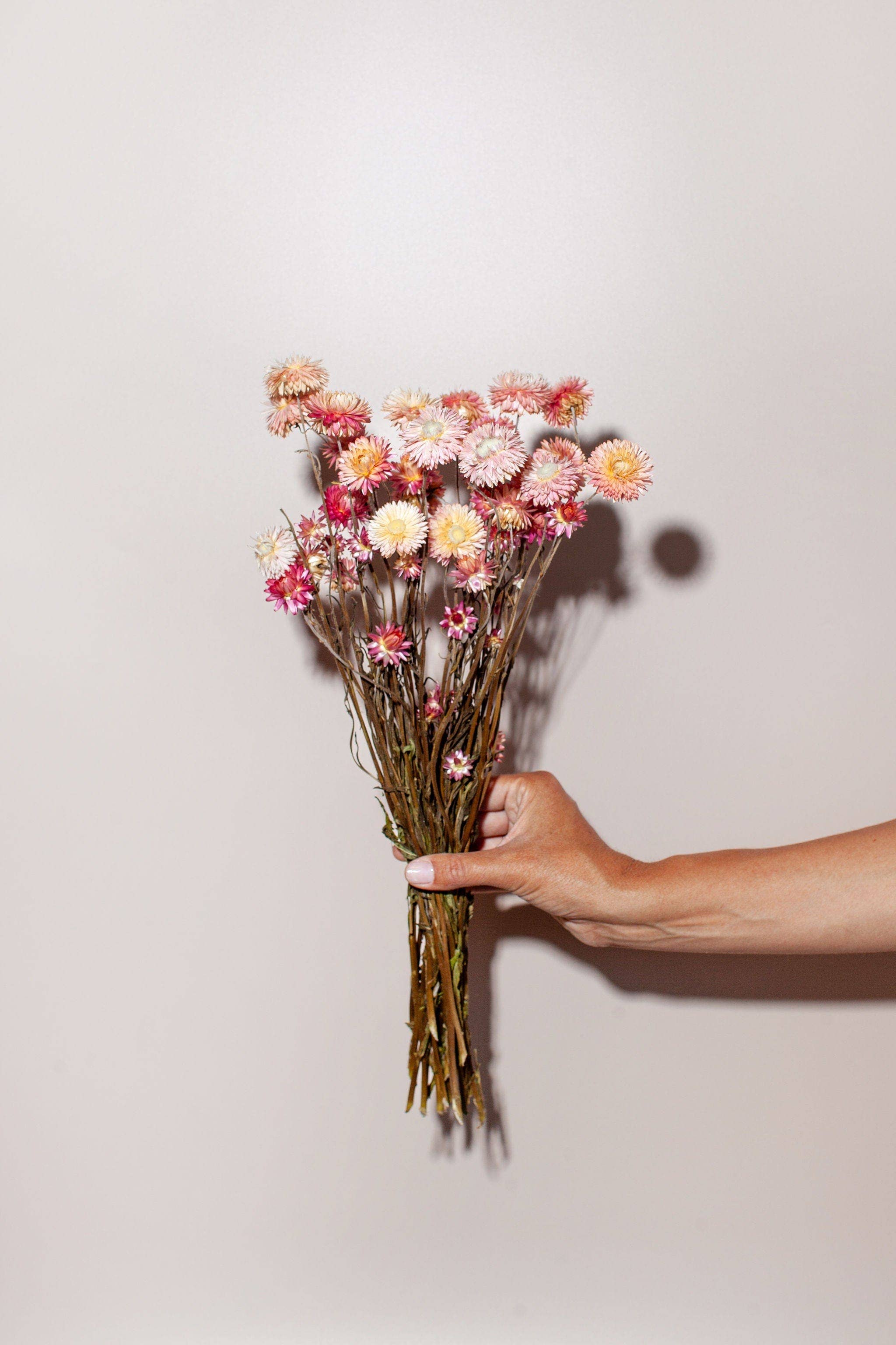 Pink Strawflower - Dried Floral Bunch