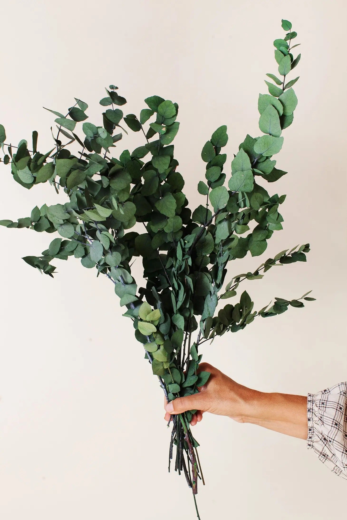 Dried Green Eucalyptus