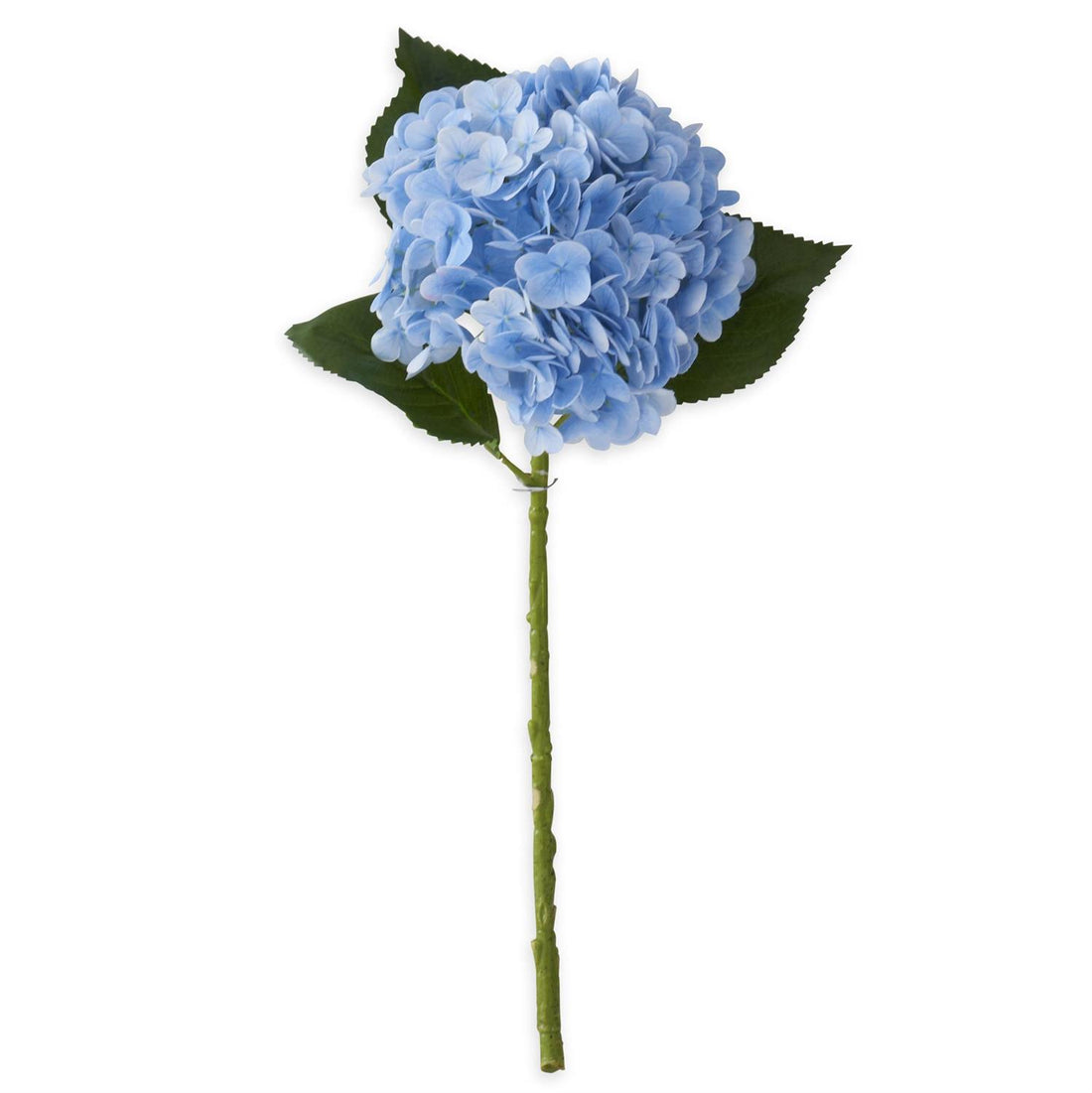 Hydrangea - Blue