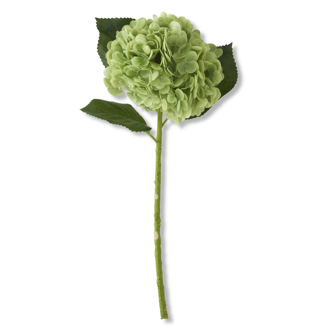 Hydrangea - Green