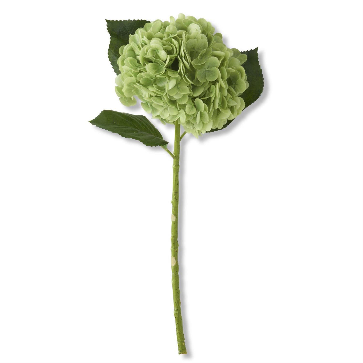 Hydrangea - Green
