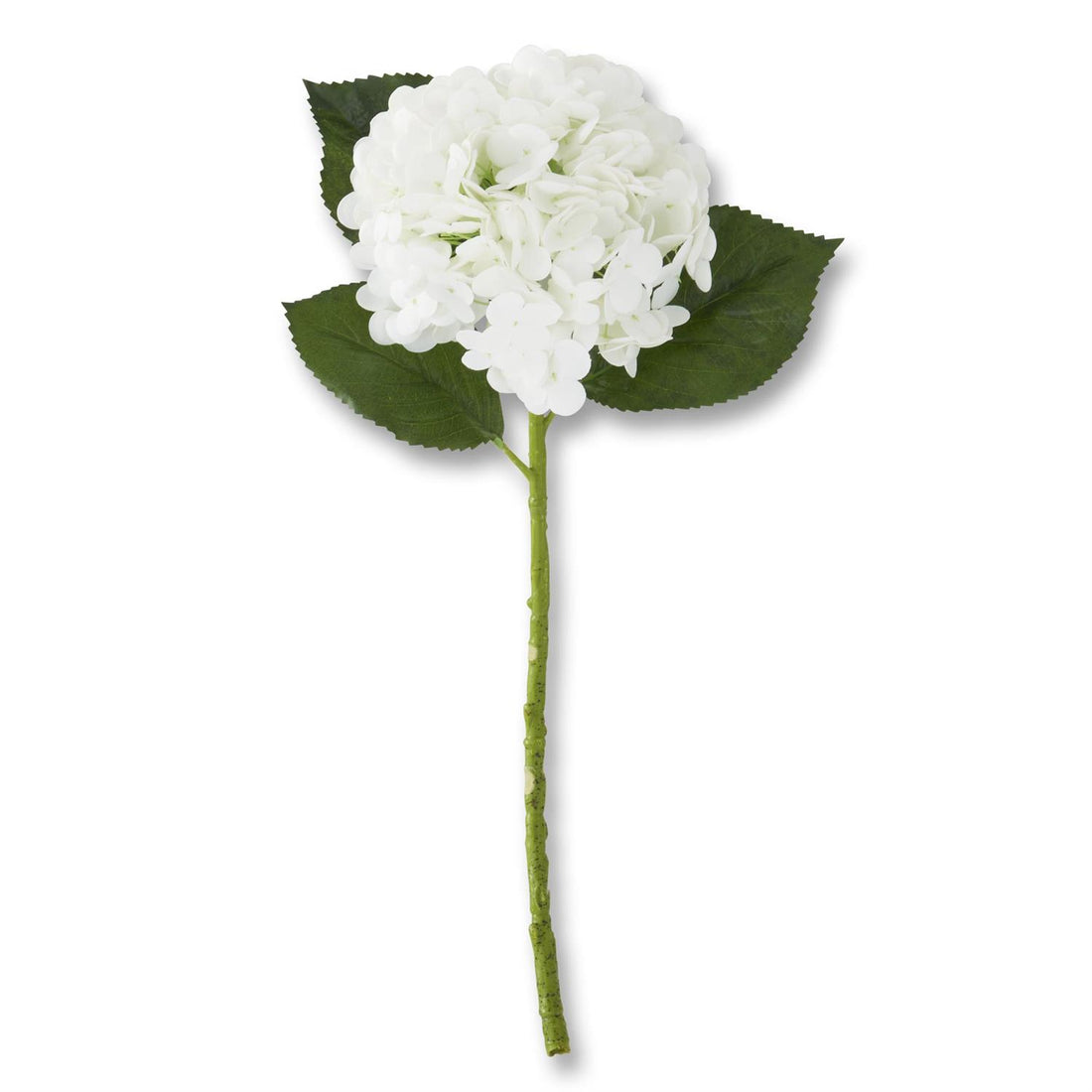 Hydrangea - White