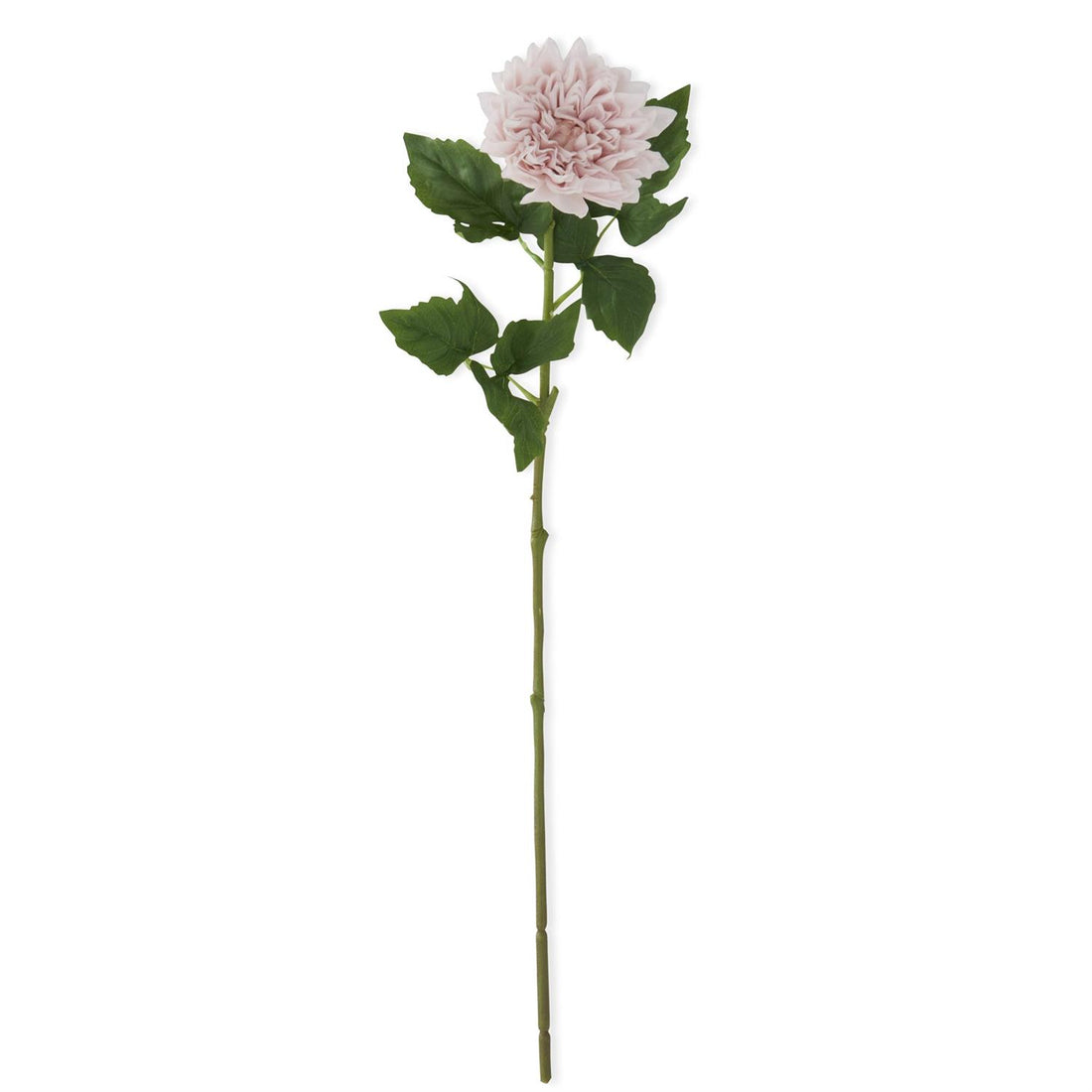 Dahlia - Pink