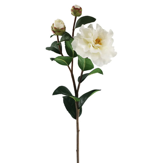 Camellia