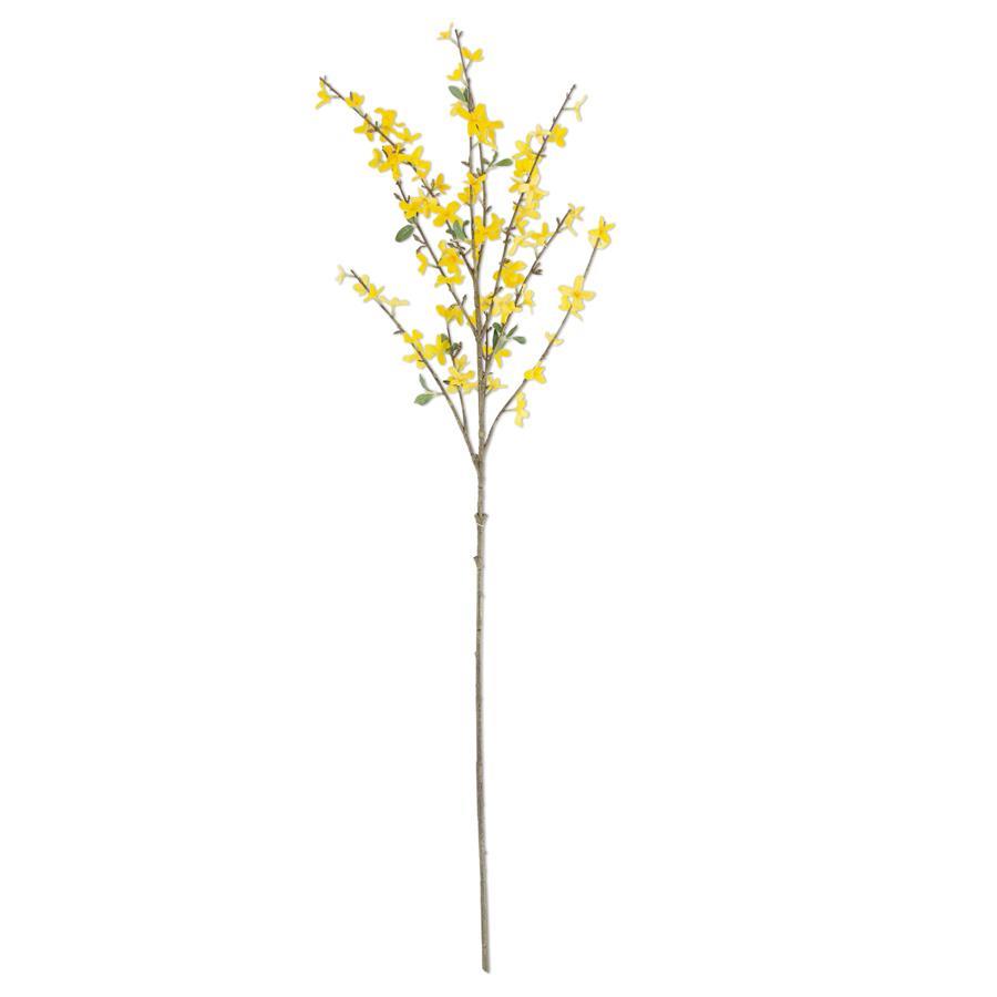 Yellow Forsythia Stem