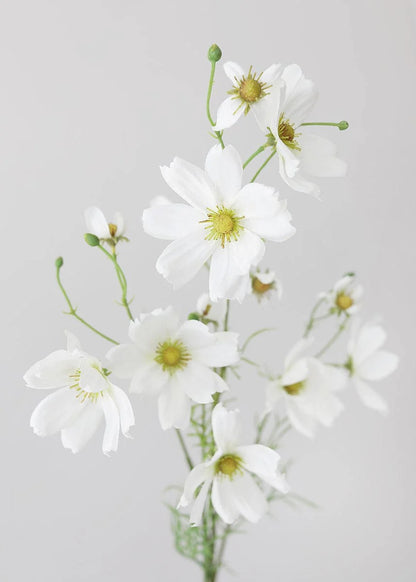 Daisy Stem - White