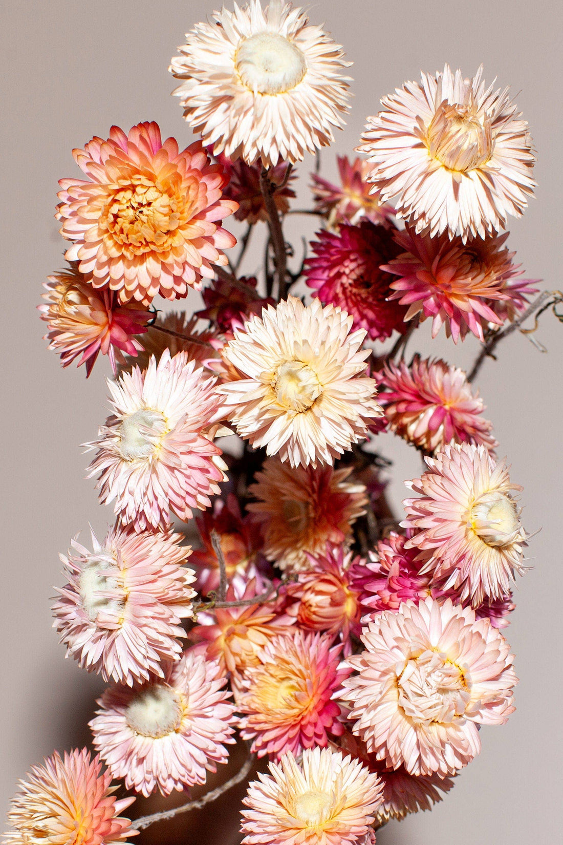 Pink Strawflower - Dried Floral Bunch