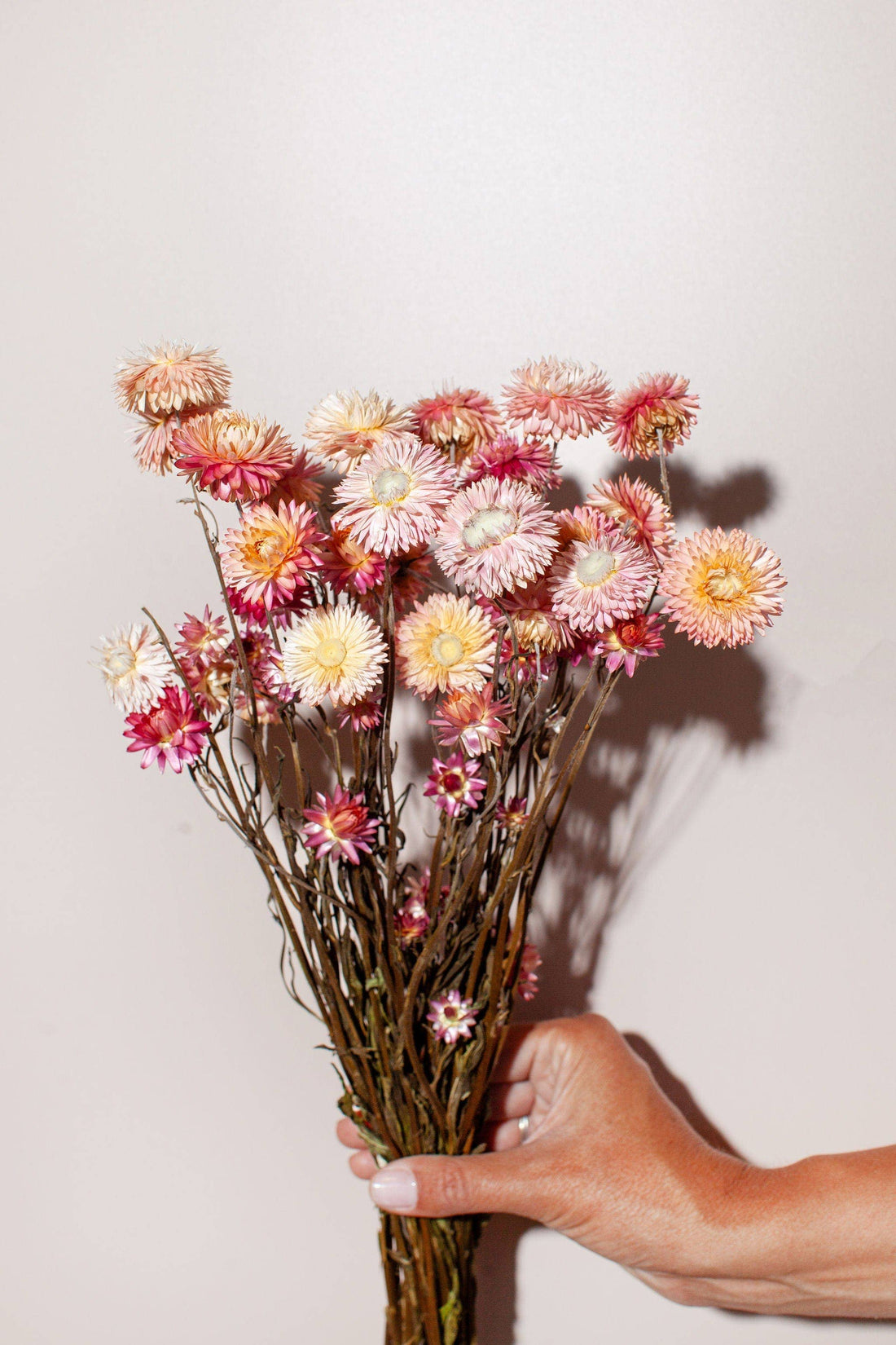 Pink Strawflower - Dried Floral Bunch