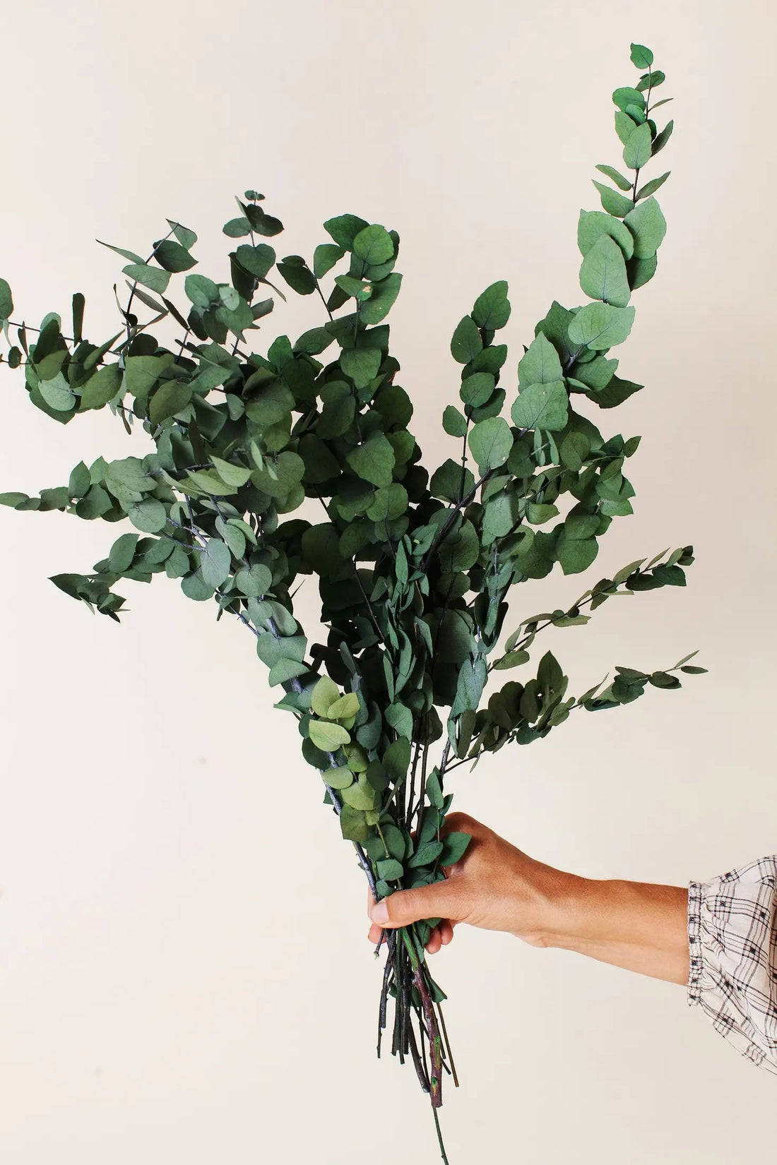 Dried Green Eucalyptus